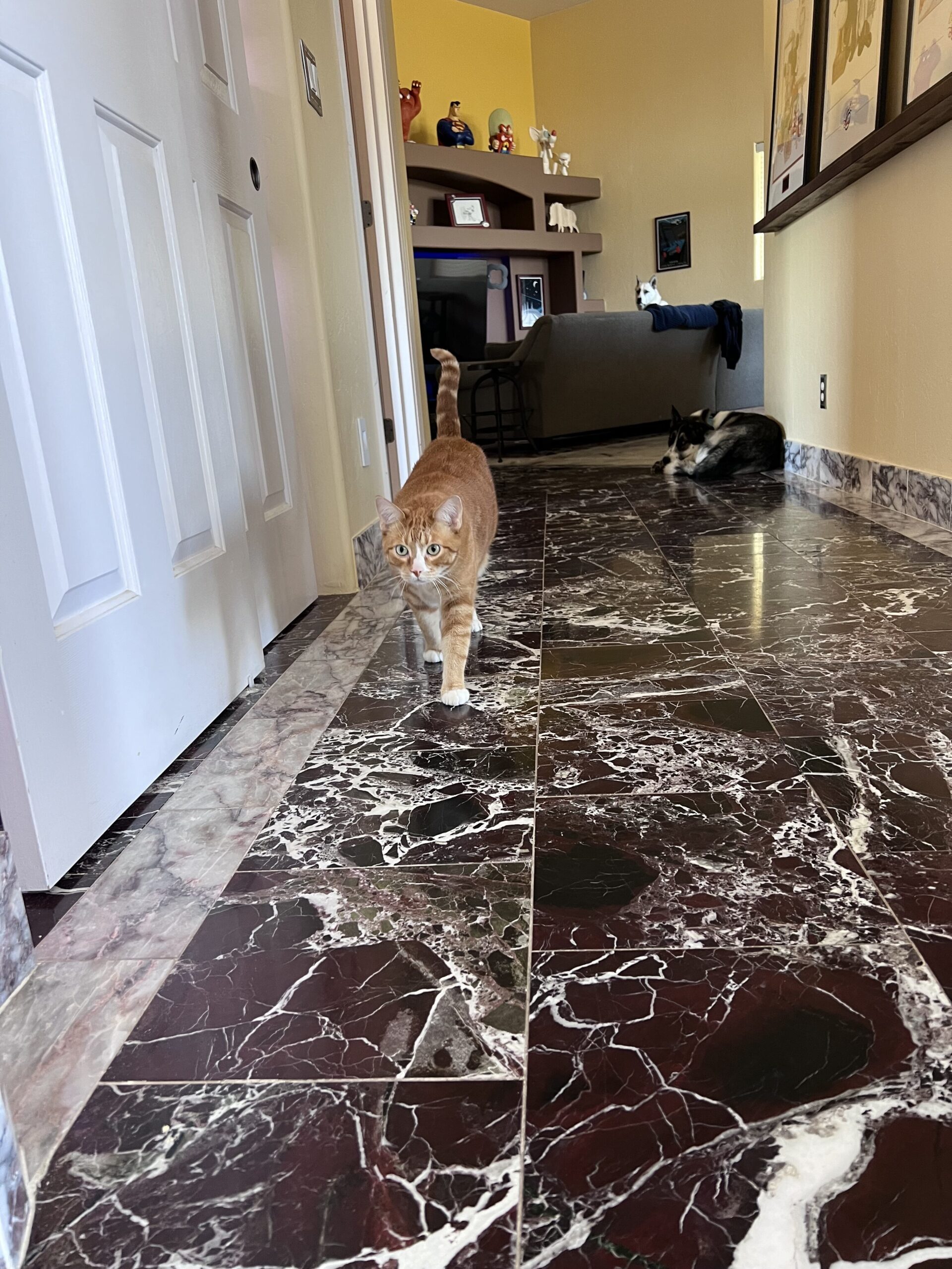 Truman, a ginger cat in the desert, walks along a hallway